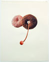 MMUL.0204_thumb