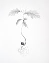 JSMO.0099_thumb